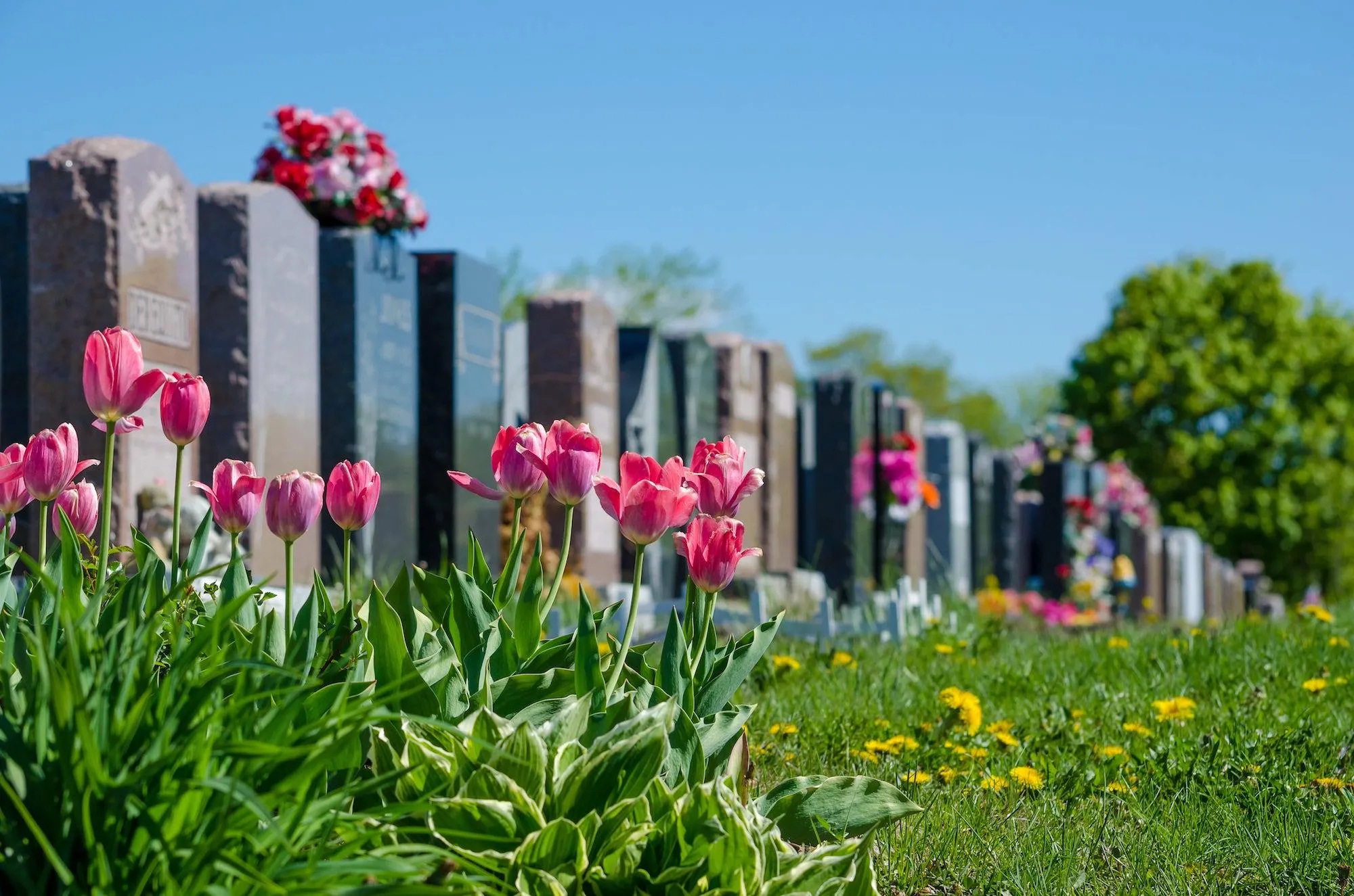 Allée de cimetière bordée de tulipes roses et d'alignements de stèles et monuments en granit